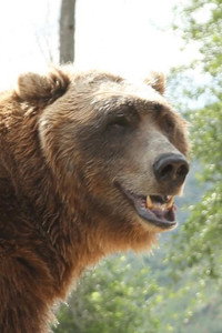 الممثل Bart the Bear